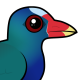 Purple Gallinule