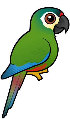 The Cute Birdorable Blue-winged Macaw