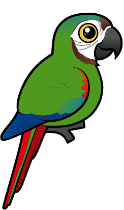 Meet the Cute Chestnut-fronted Macaw by Birdorable