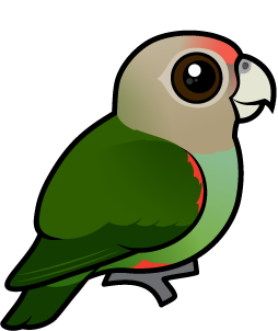 Cute Cape Parrot by Birdorable