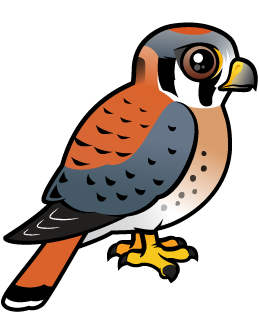 Cute American Kestrel / Sparrow Hawk by Birdorable