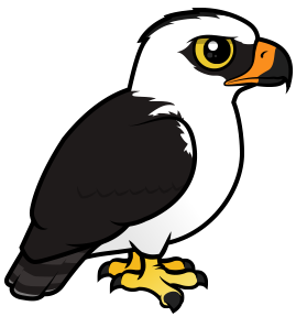 Black-and-white Hawk-eagle