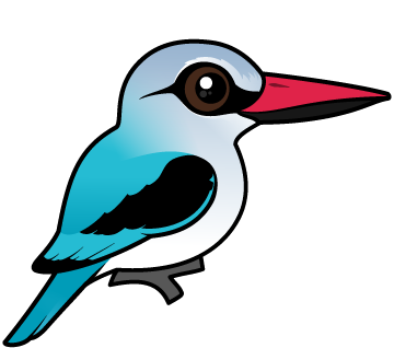 woodland kingfisher