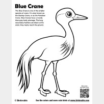Blue Crane Coloring Page