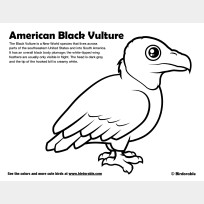 Vulture Coloring Book: A Cute Adult Coloring Books for Vulture Owner, Best  Gift for Vulture Lovers