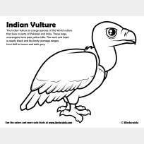 Vulture Coloring Book: A Cute Adult Coloring Books for Vulture Owner, Best  Gift for Vulture Lovers