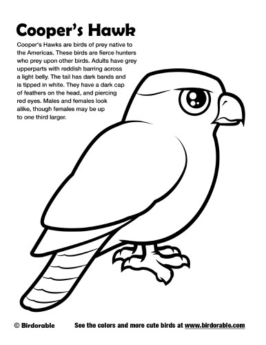 Cooper's Hawk Coloring Page by Birdorable
