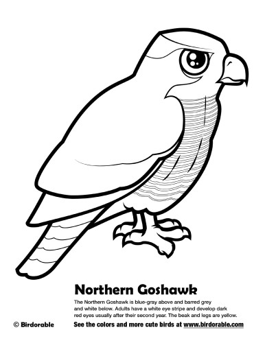 Northern Goshawk Coloring Page By Birdorable