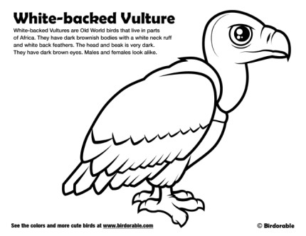 Vulture Coloring Book: A Cute Adult Coloring Books for Vulture Owner, Best  Gift for Vulture Lovers
