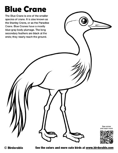 Blue Crane Coloring Page by Birdorable