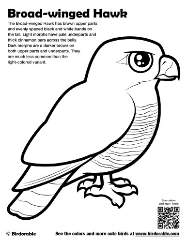 Broad-winged Hawk Coloring Page by Birdorable