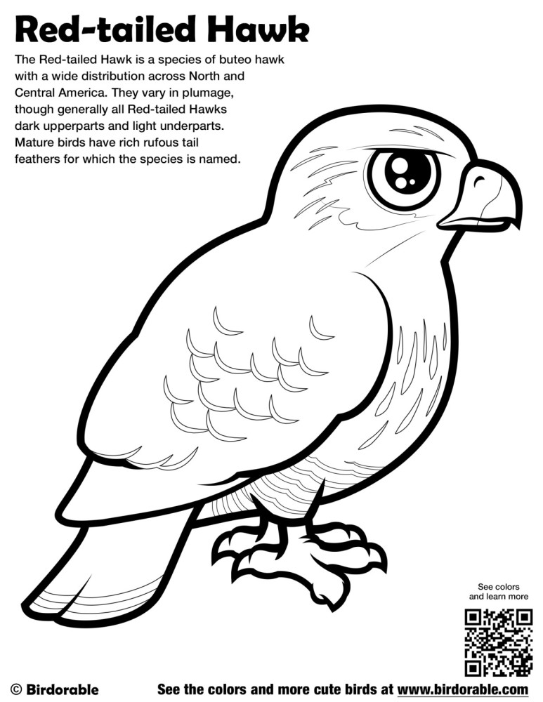 Red-tailed Hawk Coloring Page by Birdorable