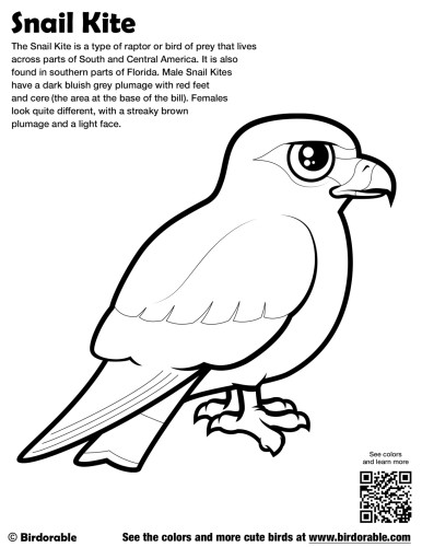 Snail Kite Coloring Page by Birdorable