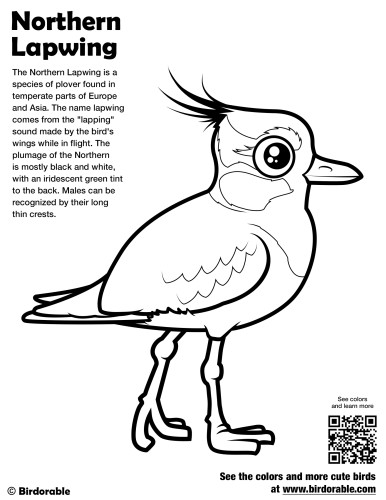 Northern Lapwing Coloring Page by Birdorable