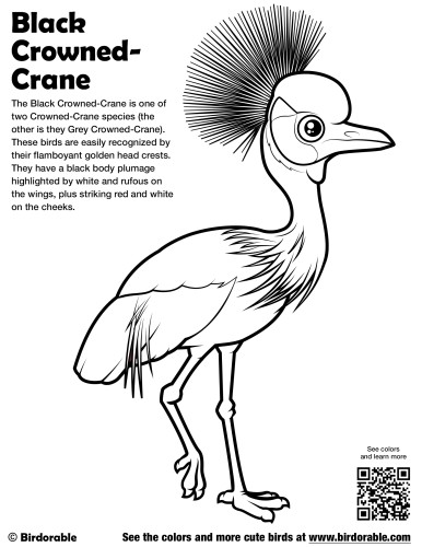 Black Crowned-crane Coloring Page By Birdorable