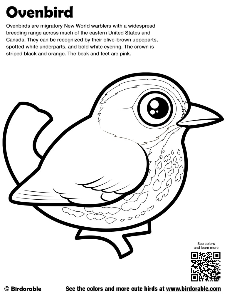 Ovenbird Coloring Page By Birdorable