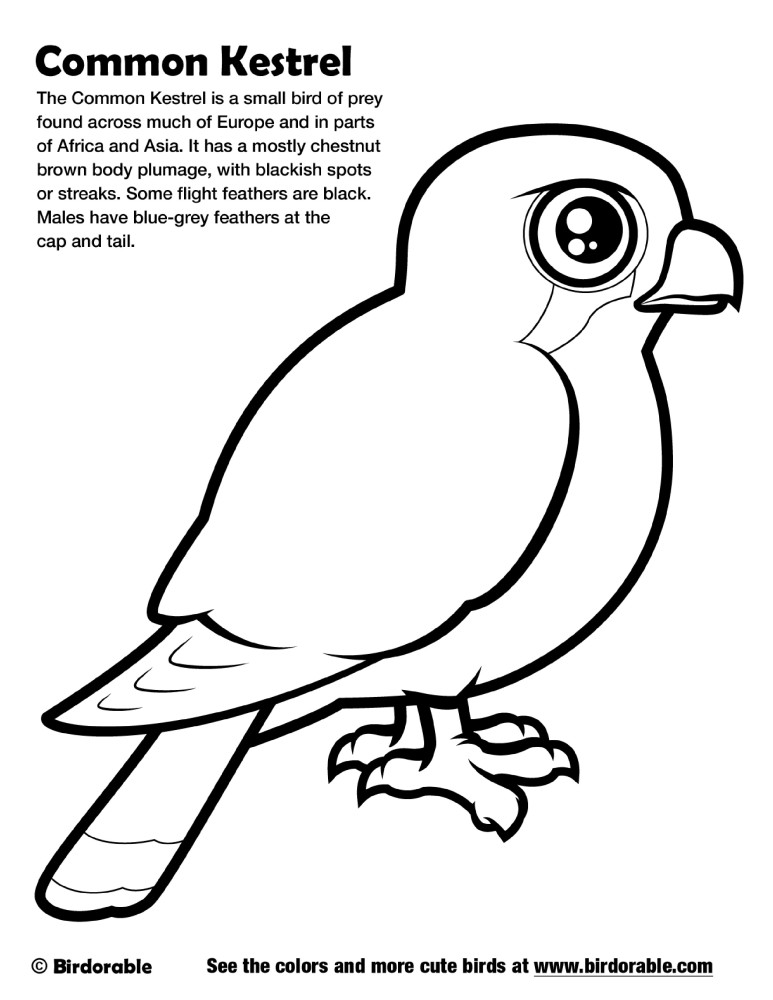 Common Kestrel Coloring Page by Birdorable