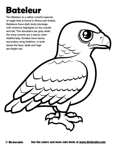 Bateleur Coloring Page by Birdorable