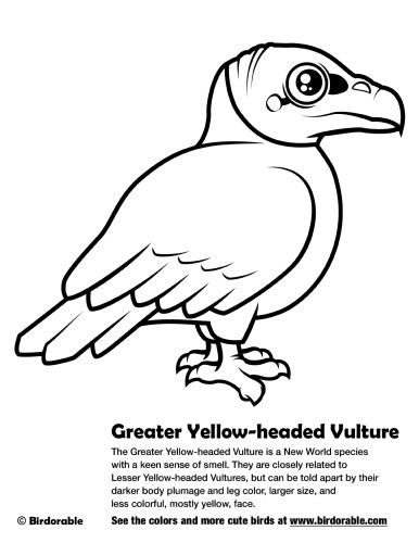 Greater Yellow-headed Vulture Coloring Page by Birdorable