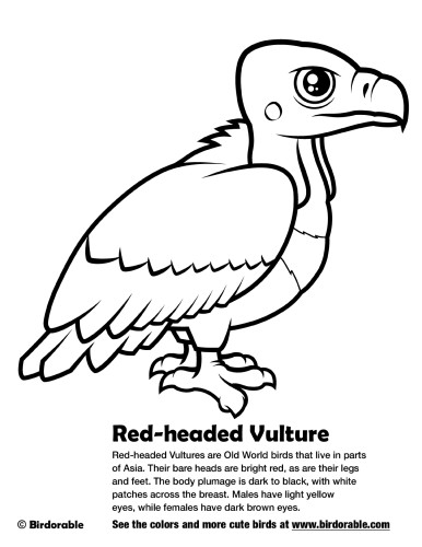 Red-headed Vulture Coloring Page by Birdorable