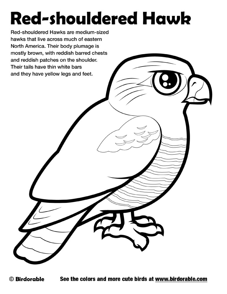 Red-shouldered Hawk Coloring Page by Birdorable