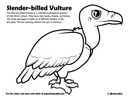 Slender-billed Vulture Coloring Page by Birdorable