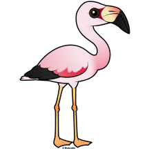 Andean Flamingo