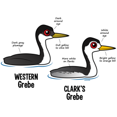 Grebe vs Grebe