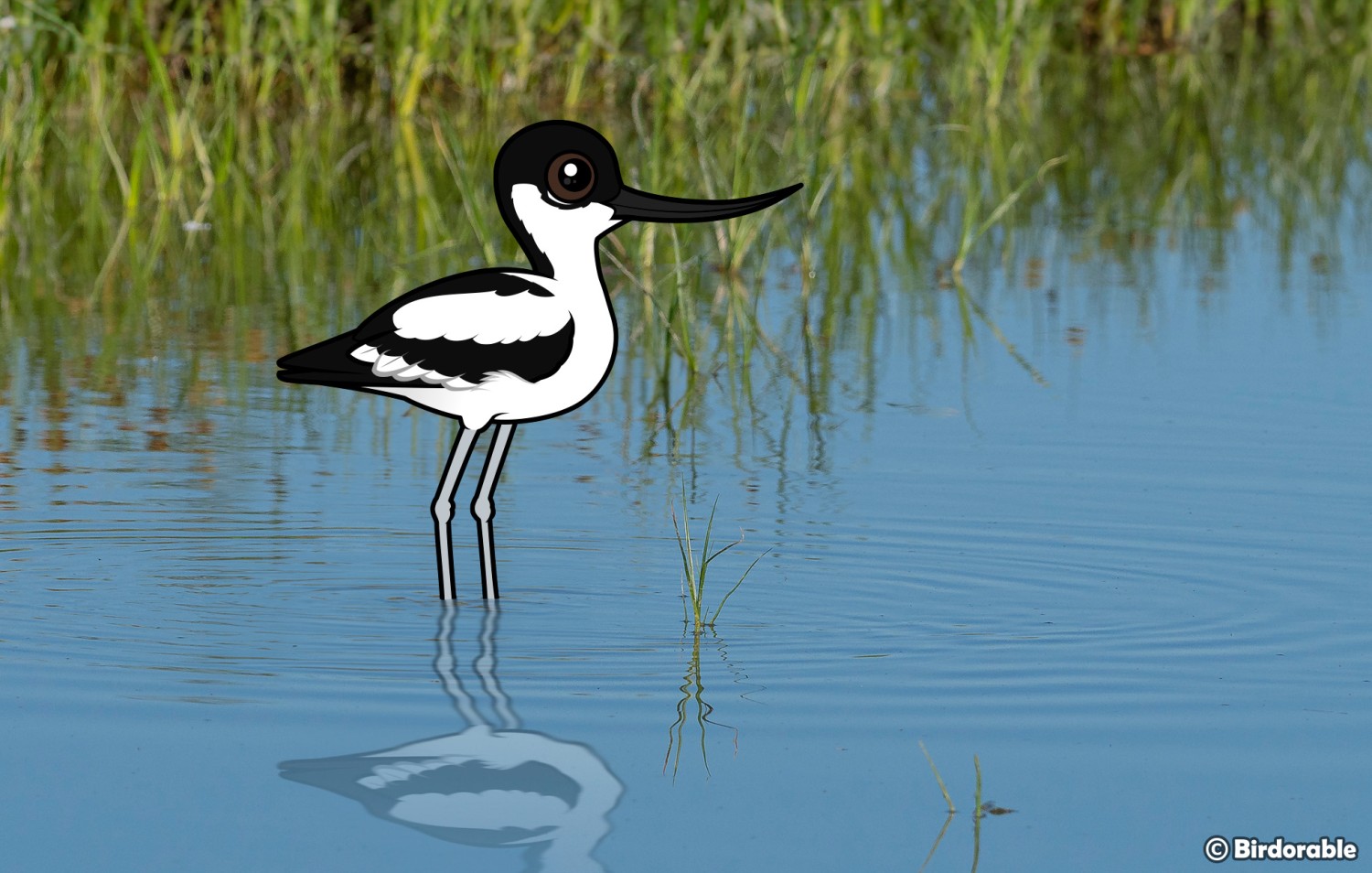 Avocet Species Spotlight: Andean, Pied, Red-necked, American