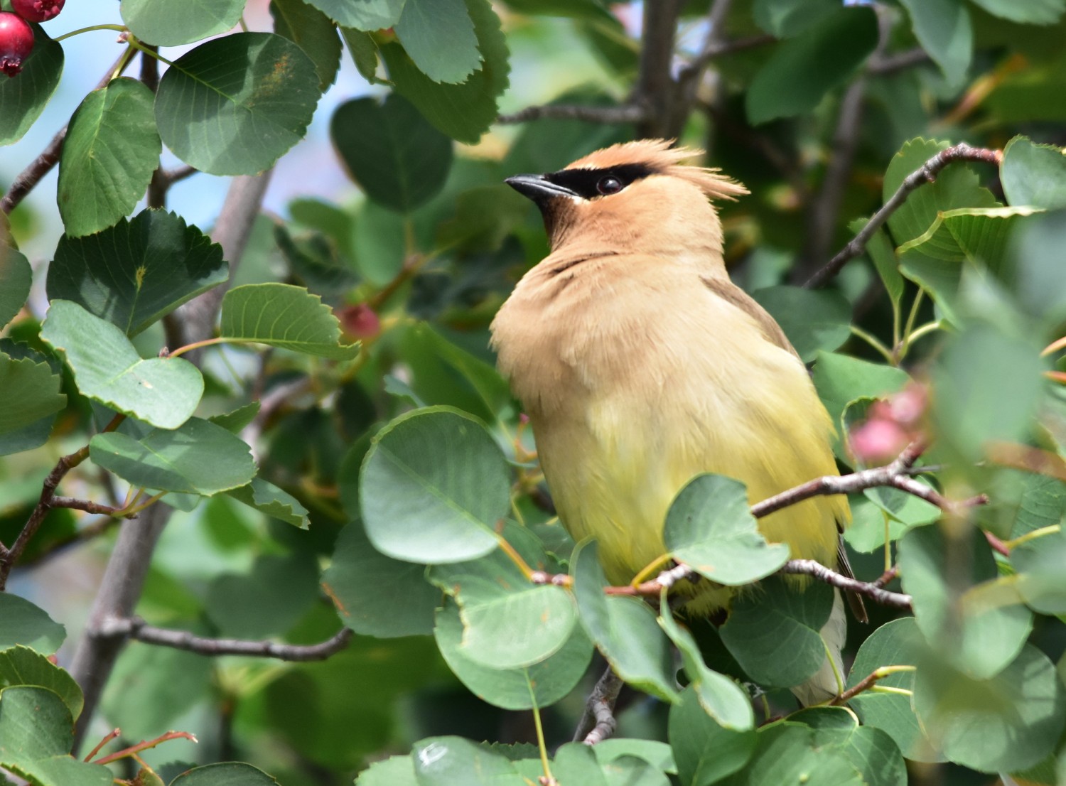 Bird Term: Exploring the Crop – How Birds Store and Process Food