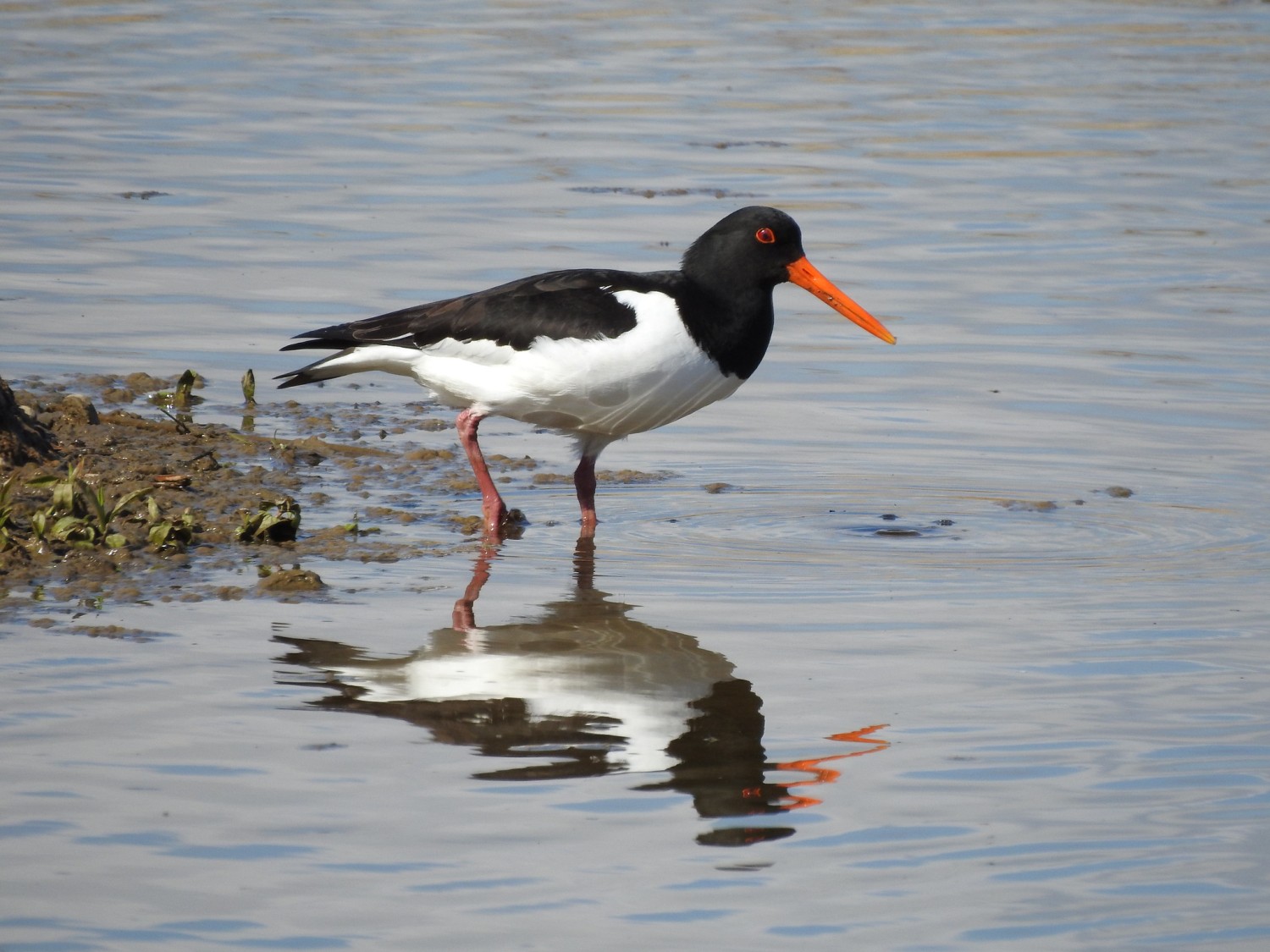 Learn About Oystercatchers: Unique Characteristics and Behavior