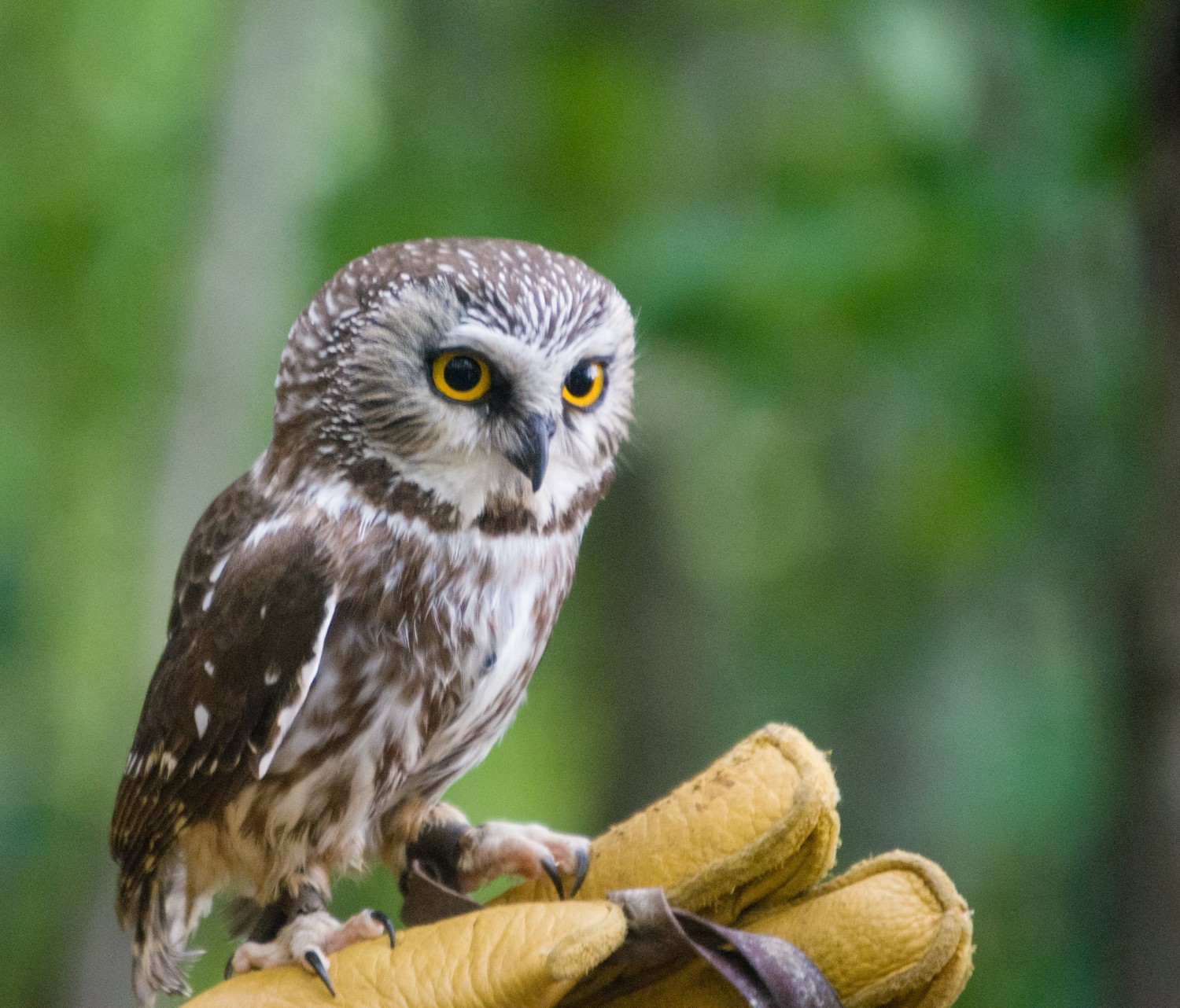 Learn About the Northern Saw-whet Owl's Unique Name & Habitat