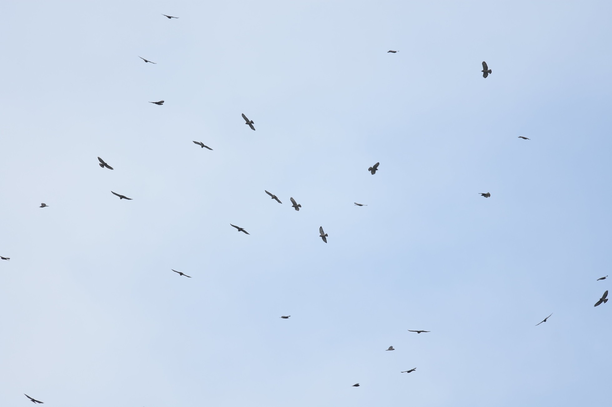 Broad-winged Hawks Migration: The Beauty of Kettles in the Sky