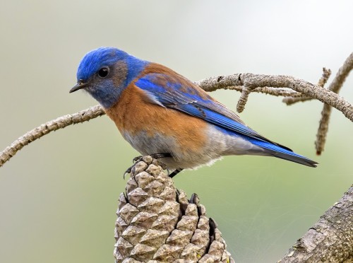 Fascinating Facts About Bluebirds | Birdorable Blog