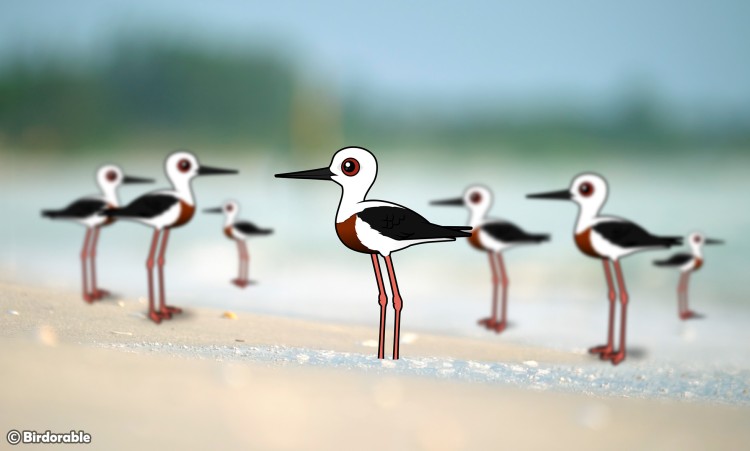 Stilt Species Spotlight: Learn About the World's 6 Stilts