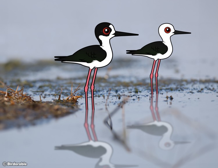 Stilt Species Spotlight: Learn About the World's 6 Stilts