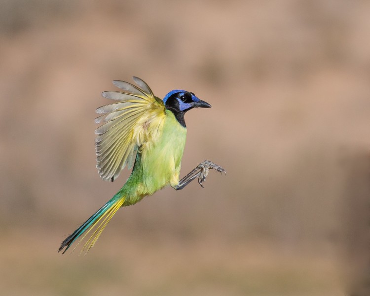 Feathers of Green: Discovering the Green Jay