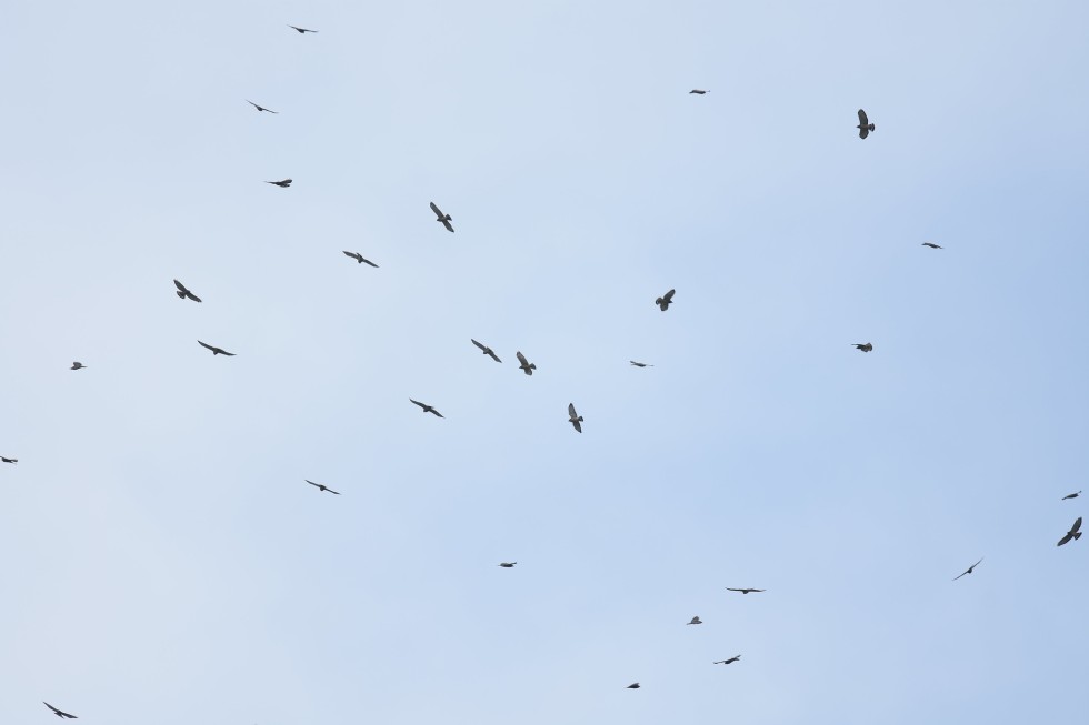 Broad-winged Hawks Migration: The Beauty of Kettles in the Sky