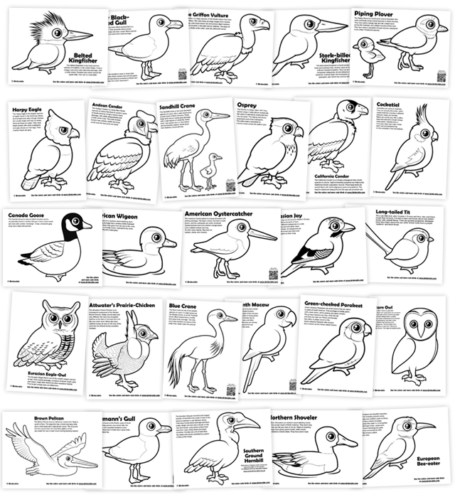 Birdorable birds of prey  Cute animal drawings, Animal facts, Animals wild