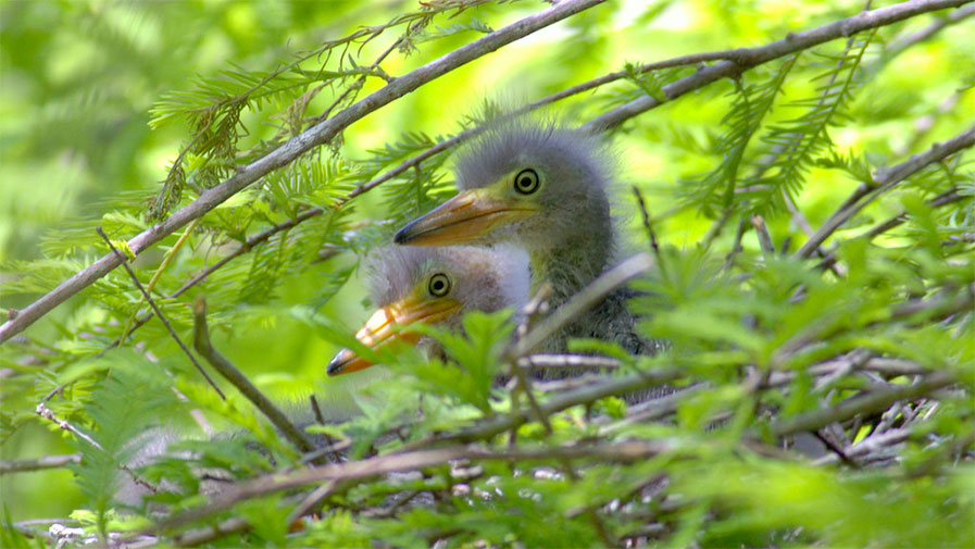 Green Heron Chicks