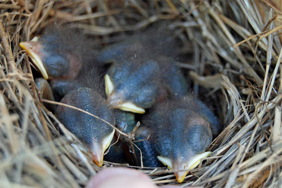 Baby Bird Scale - Altricial versus Precocial 