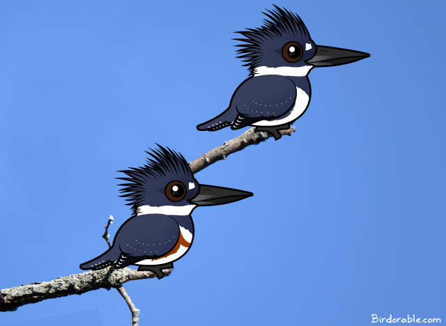 https://www.birdorable.com/img/birdorable/u/belted-kingfisher.jpg